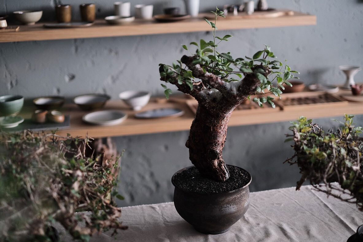 0343_Conservatory TOUR 植栽特展 高雄丹麥家具 0343 Conservatory 植栽特展