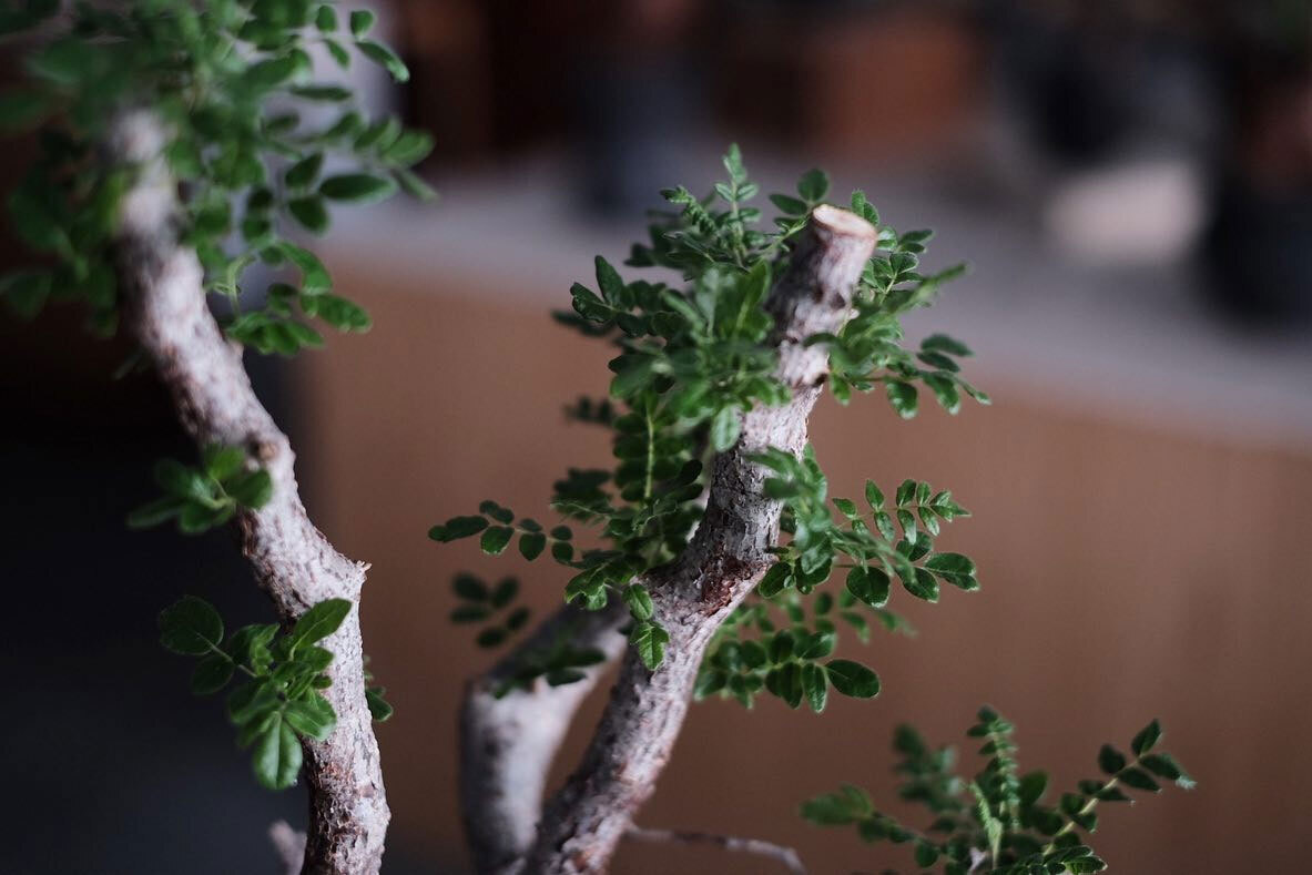 0343_Conservatory TOUR 植栽特展 高雄北歐丹麥家具 TOUR 植栽特展