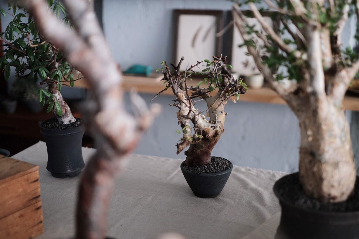 0343_Conservatory TOUR 植栽特展 雄丹麥家具工作室植栽特展