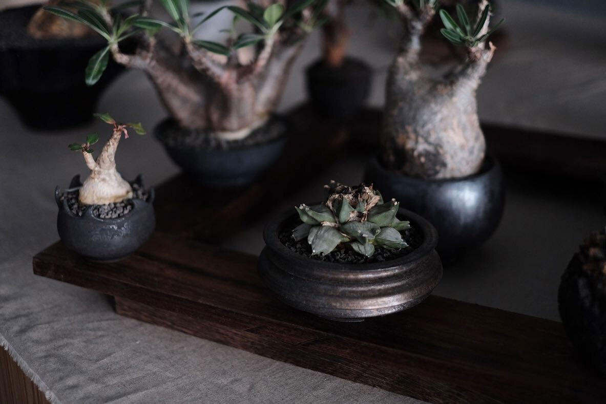 0343_Conservatory TOUR 植栽特展 TOUR 植栽特展