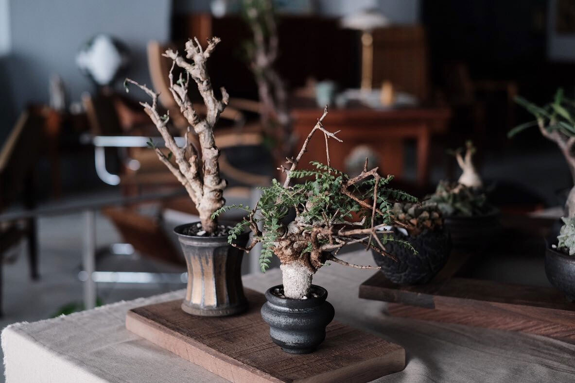 0343_Conservatory TOUR 植栽特展 0343_Conservatory TOUR 植物品牌展