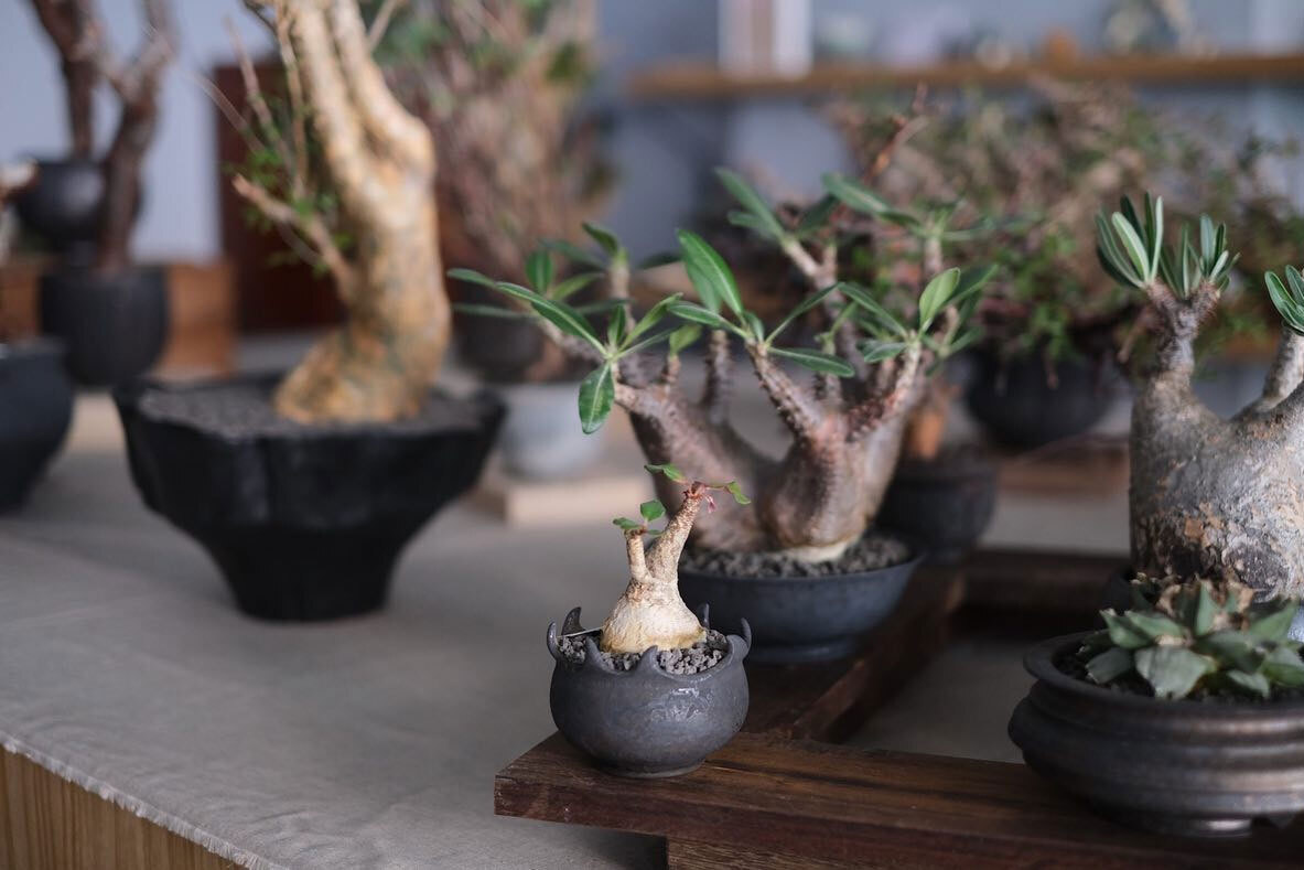 0343_Conservatory TOUR 植栽特展 0343_Conservatory 植栽選物