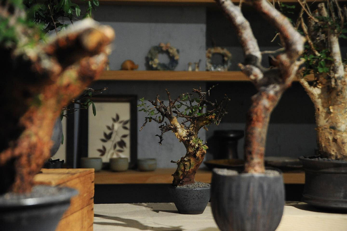 0343_Conservatory TOUR 植栽特展 0343_Conservatory TOUR 植栽特展