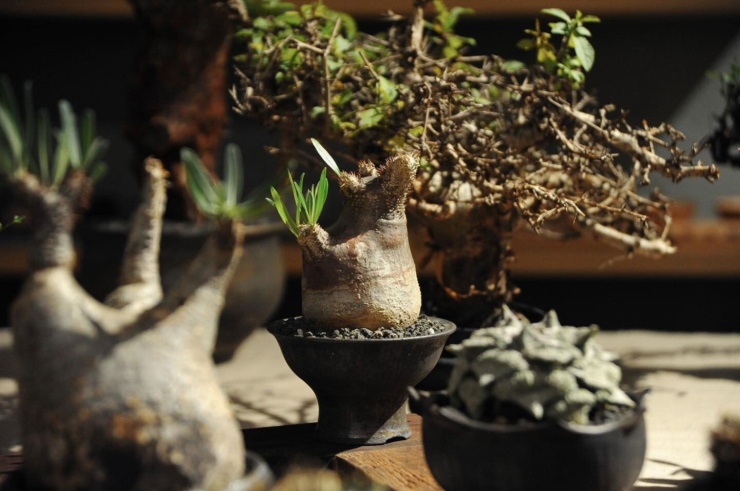 0343_Conservatory TOUR 植栽特展 0343_Conservatory TOUR 植栽特展