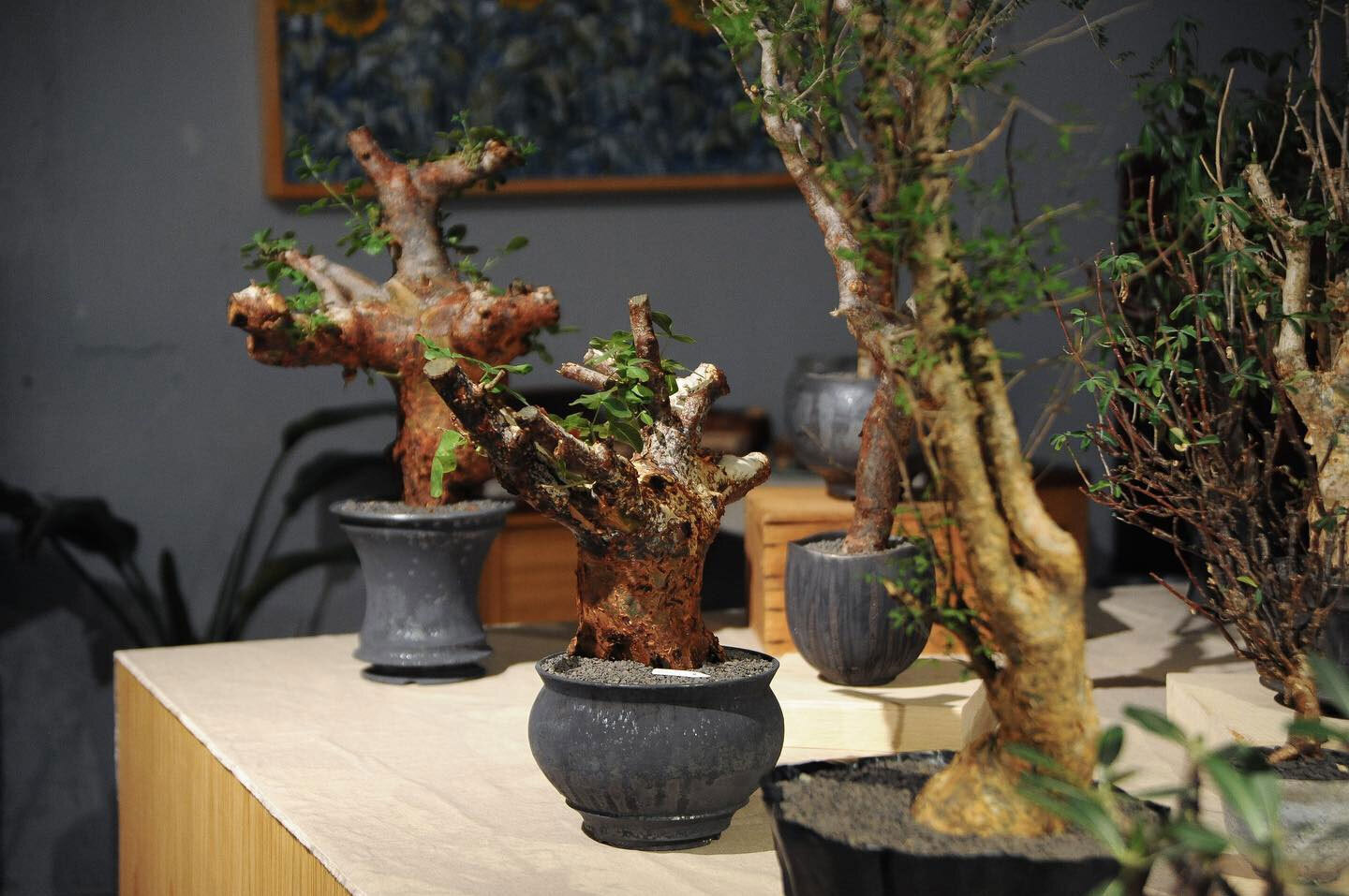 0343_Conservatory TOUR 植栽特展 0343_Conservatory TOUR 植栽特展