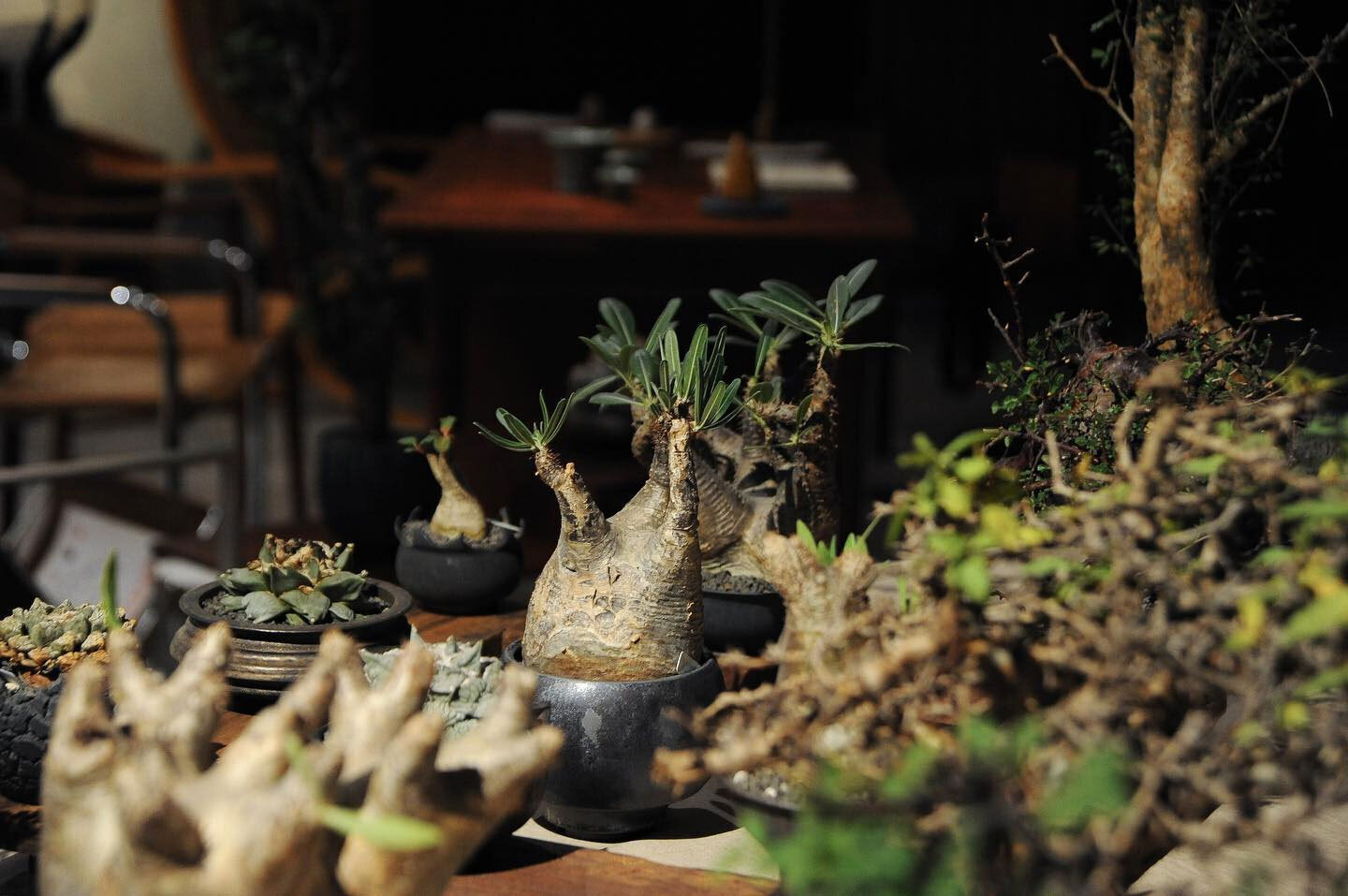 0343_Conservatory TOUR 植栽特展 0343_Conservatory TOUR 植栽特展