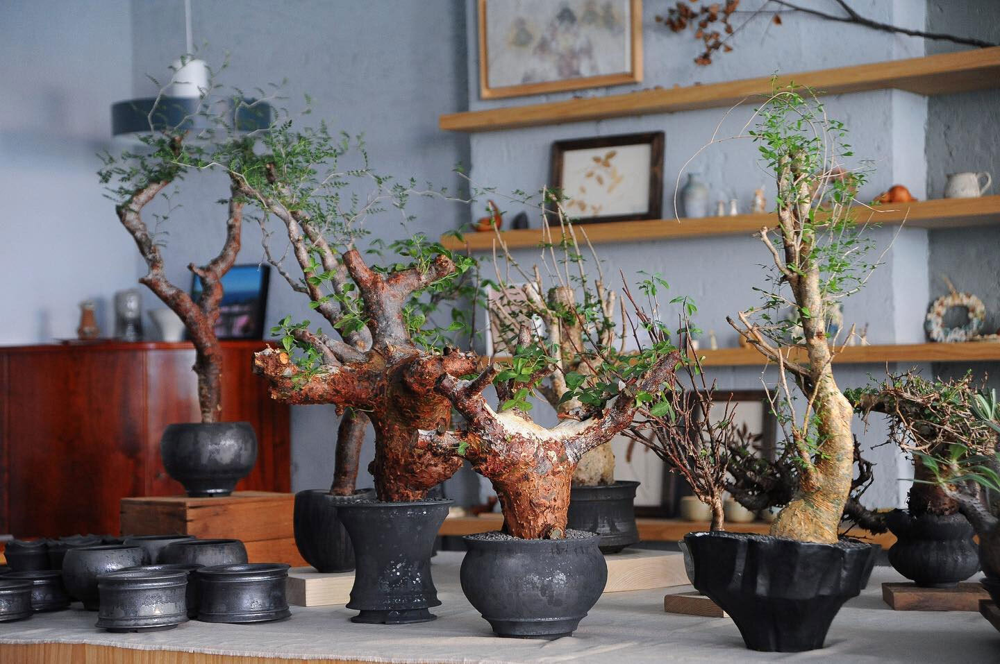 0343_Conservatory TOUR 植栽特展 北歐丹麥家具植栽特展