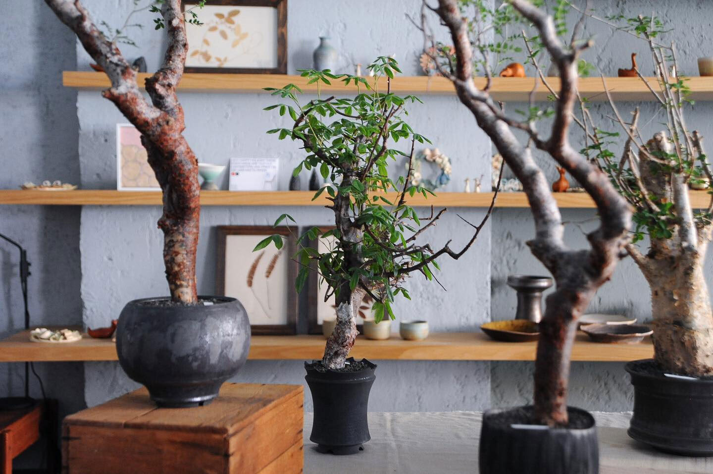 0343_Conservatory TOUR 植栽特展 丹麥家具 TOUR 植栽特展